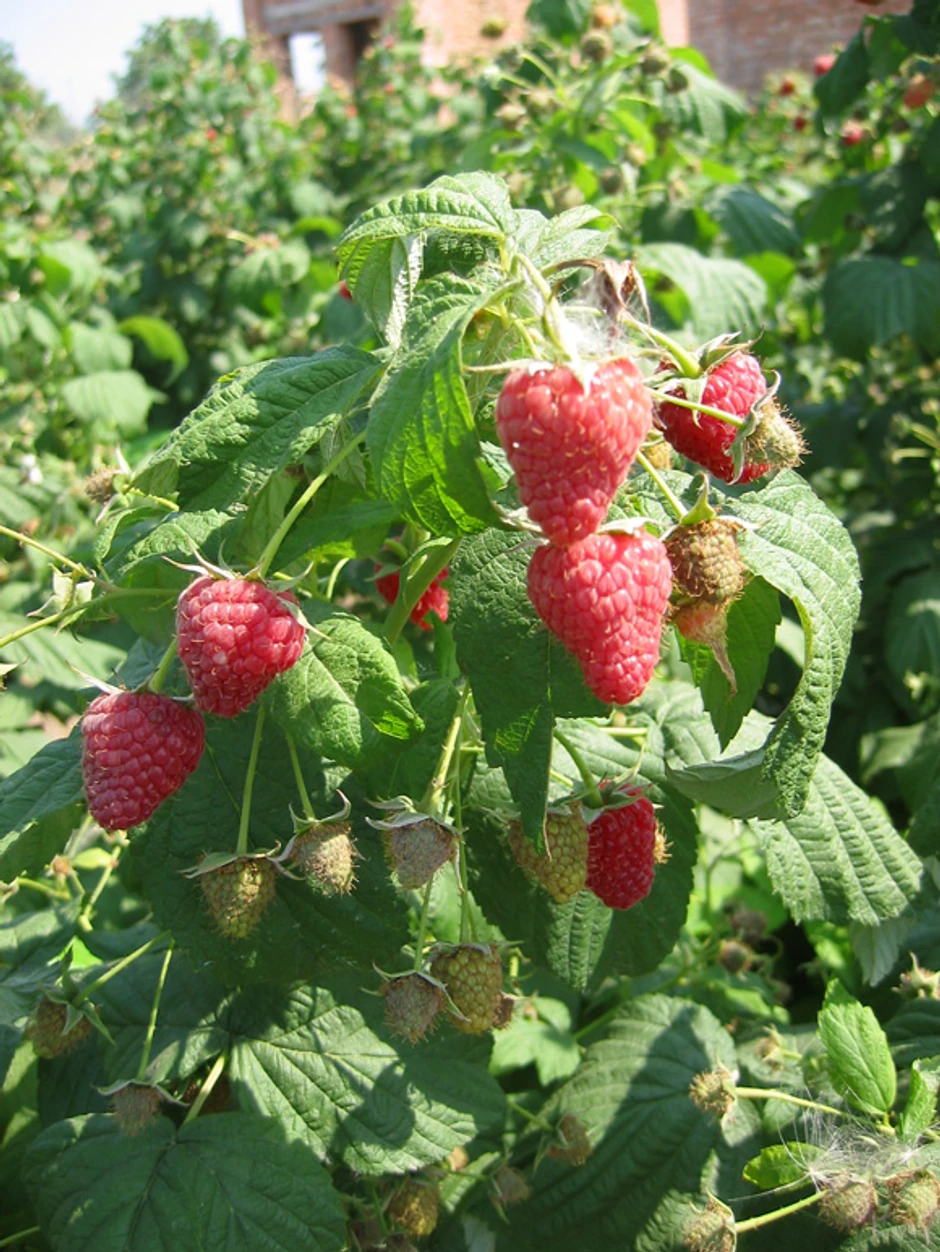 Dvoroda malina sorte "polka" ove godine ima rekordnu otkupnu cenu od 520 dinara.