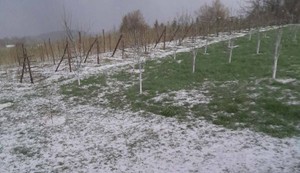 Grad veličine oraha u Prijepolju