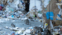 Widmo epidemii nad Paryżem. Na ulicach przybywa śmieci i... szczurów