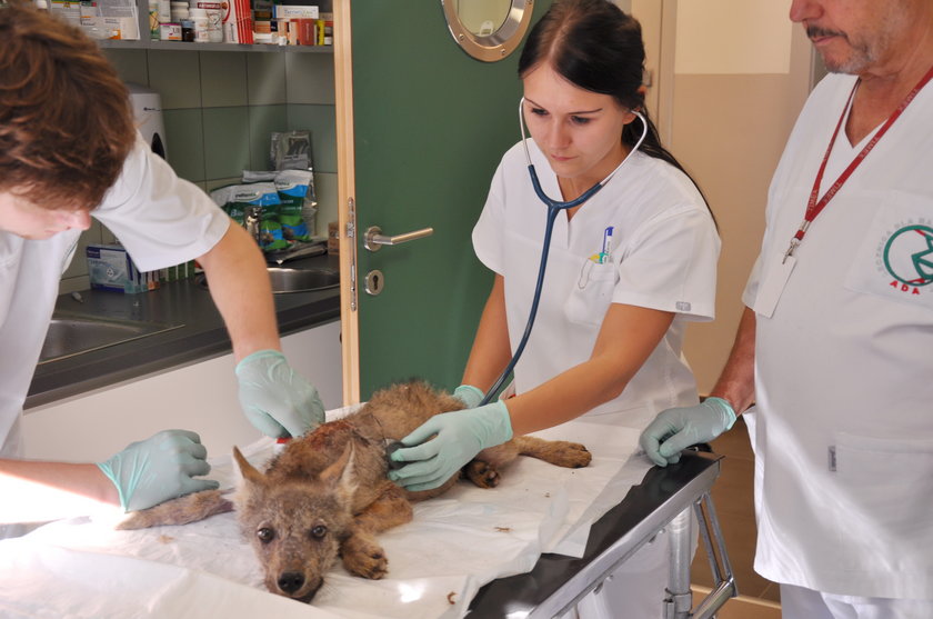 Lekarze uratowali małego wilczka