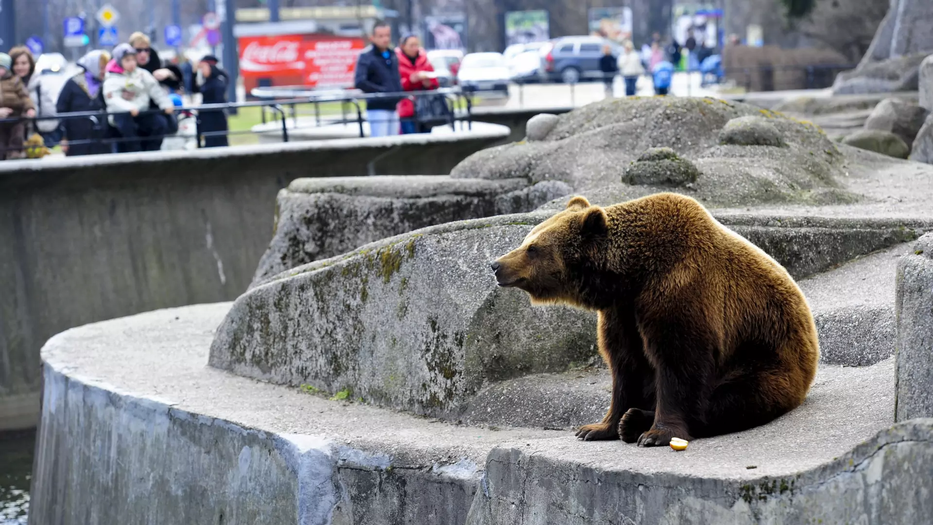 To już koniec niedźwiedzi w Parku Praskim w Warszawie. Miasto podjęło trudną decyzję