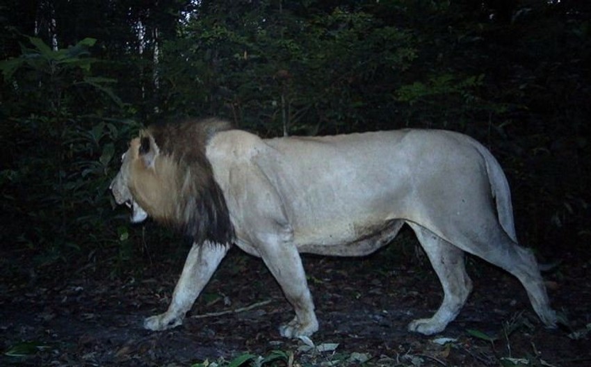 Za njega se mislilo da je "lokalno izumro": Lav u Gabonu (FOTO: Phil Henschel / Panthera)
