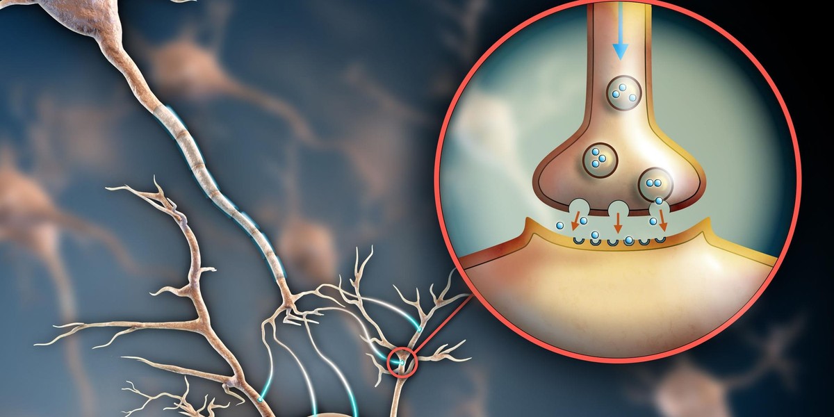 Transmisja elektrochemiczna – neurony przekazują informacje, z jednej komórki nerwowej do drugiej… 