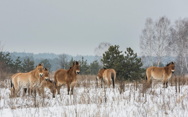 Konie Przewalskiego w okolicach Czarnobyla