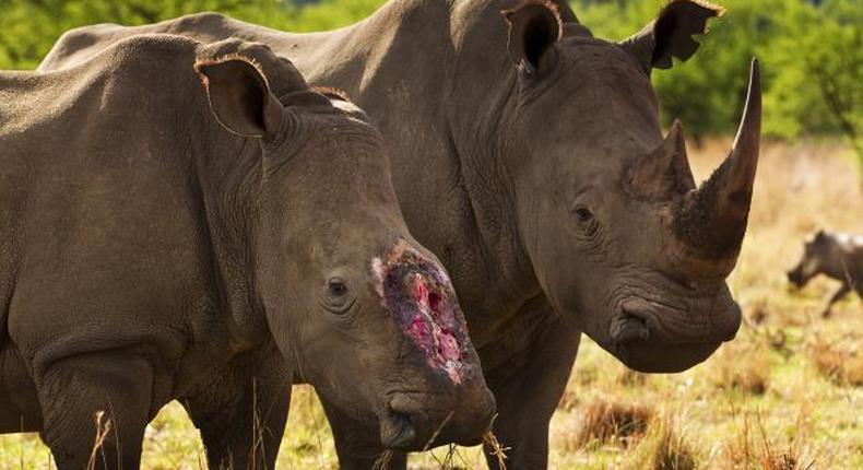 A mutilated rhino and his luckier friend