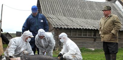 Wieprzowina z Podlasia jest skażona?