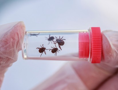 Nem várt hatás: elpusztította a rákos sejteket a kullancsok nyála