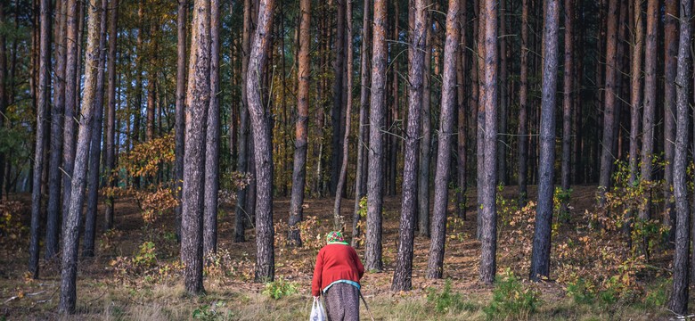 Policja apeluje: Uważajcie podczas grzybobrania