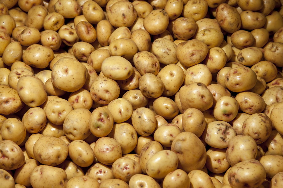 Poszczególne odmiany ziemniaki mogą nie wytrzymać zmian klimatycznych