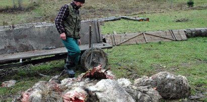 Ludzie się boją. Wilki pożerają im owce