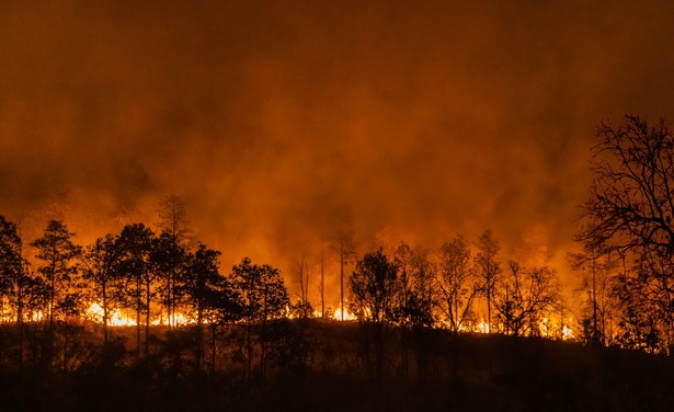 Pożar lasu