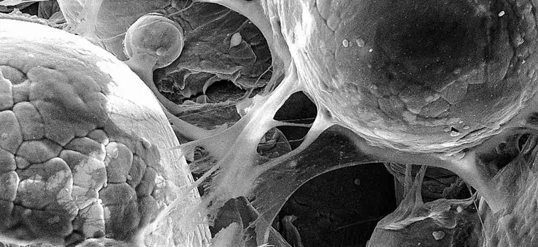 Nowa metoda druku 3D przyda się w inżynierii biomedycznej