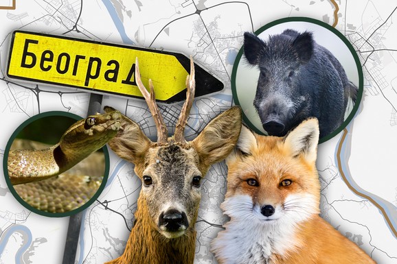 Beograđanka udarila LISICU i olupala auto, drugi vozač naleteo na patku, a na "Milošu Velkom" "divljaju" DIVLJE SVINJE! Divljači u okolini prestonice koliko hoćeš