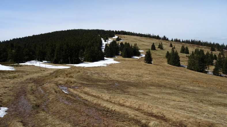 Palenica (Beskid Żywiecki)