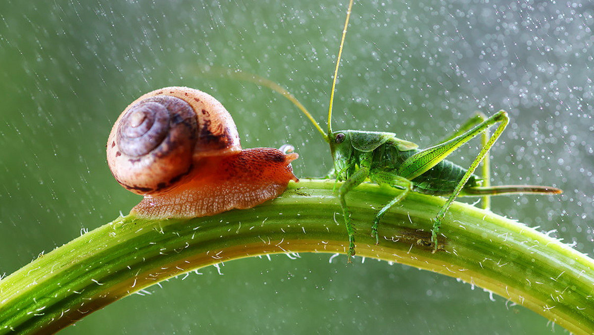 Vadim Trunov to rosyjski fotograf, który szczególnie upodobał sobie świat owadów. Robi zdjęcia nie tylko insektom ale też innym maleńkim stworzeniom. Każde ujęcia to osobna historia każdego z nich. Tym ciekawsza, im Trunov więcej namiesza w otaczającej ich przestrzeni.