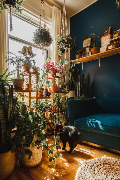 Pokój dzienny to najczęściej najbardziej “zielony” pokój w mieszkaniu