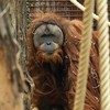 Retka vrsta tapanuli orangutan otkrivena je 2017, ali stručnjaci strahuju da bi uskoro mogla da nestane | Foto: Getty Images
