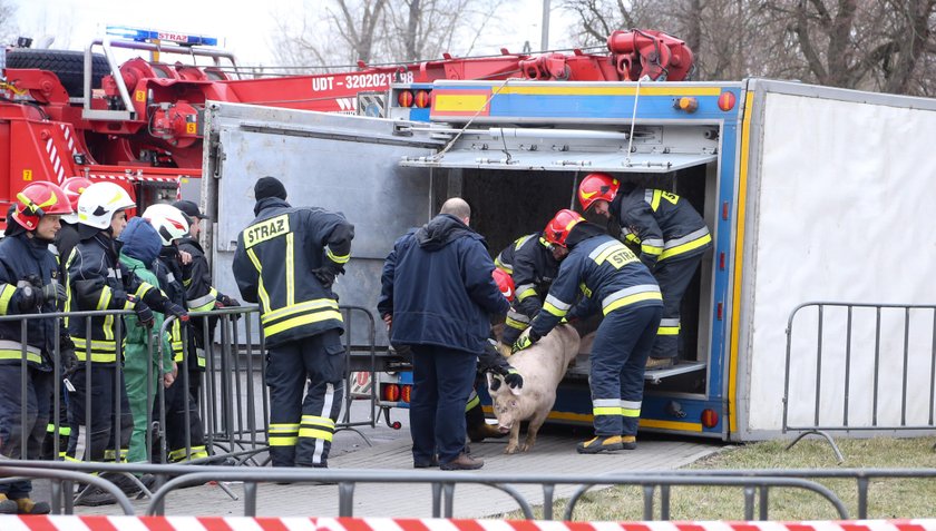 Wypadek. Przewrócił się tir ze świniami