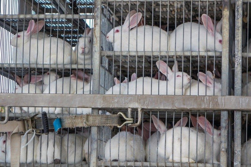 Odgajivačnice kunića