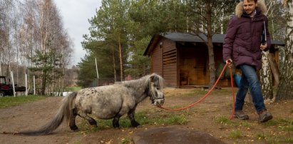 To najmniejszy koń świata! Pochodzi z Łodzi