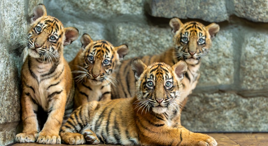 Ich przyjście na świat było sensacją. W tym roku trzem kotkom zrobimy: pa pa!