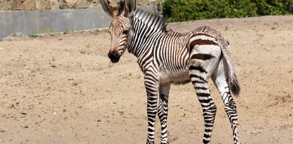 W zoo urodziła się malutka zebra