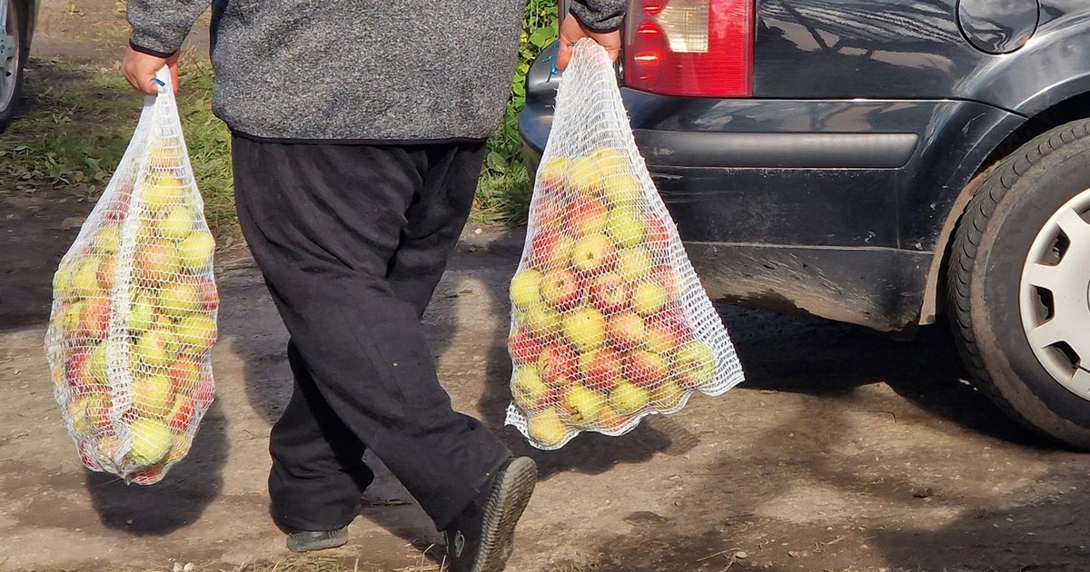 Polski sadownik załamuje ręce. "Nikt nie zauważa naszego problemu"
