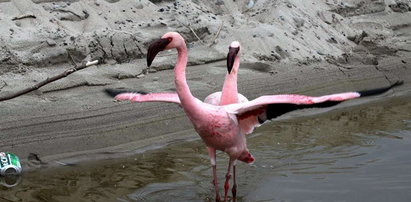 Świat się kończy! Flamingi ciągną nad Bałtyk