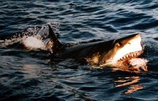 Niepokojące statystyki: Robienie selfie groźniejsze niż ataki rekinów