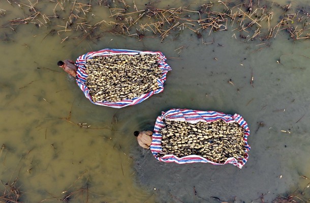 Harvest Season In China's Shanxi Province