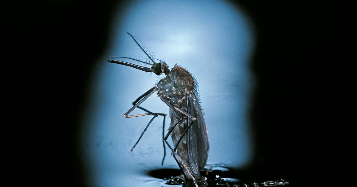 Mosquitoes carrying a virus that causes paralysis and death are ...