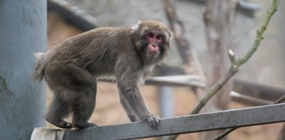 To małpki, które się zimy nie boją. Makaki japońskie z Amersfoort w Holandii zamieszkały w Orientarium w Łodzi. To będą gwiazdy zoo?