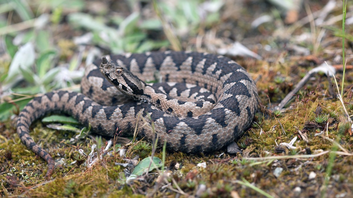 Marko na Kablaru ima bliski susret sa zmijom otrovnicom, među ljude ušetale i lisice, kune...