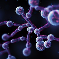 Candida: ez az igazi veszélye a gomba elszaporodásának a bélben
