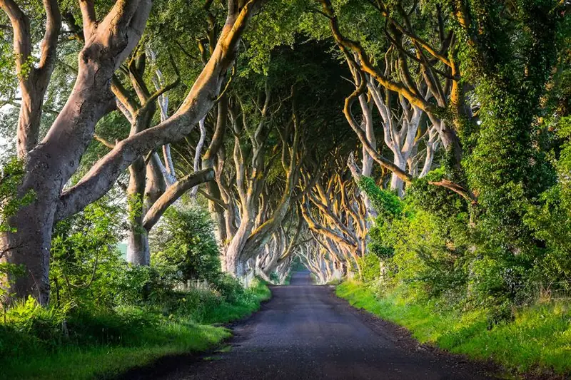 Dark Hedges, Condado de Antrim, Irlanda del Norte