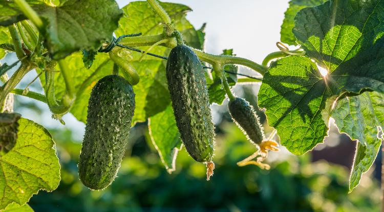 Ezzel locsold az uborkát, és bőséges termést kapsz Fotó: Getty Images