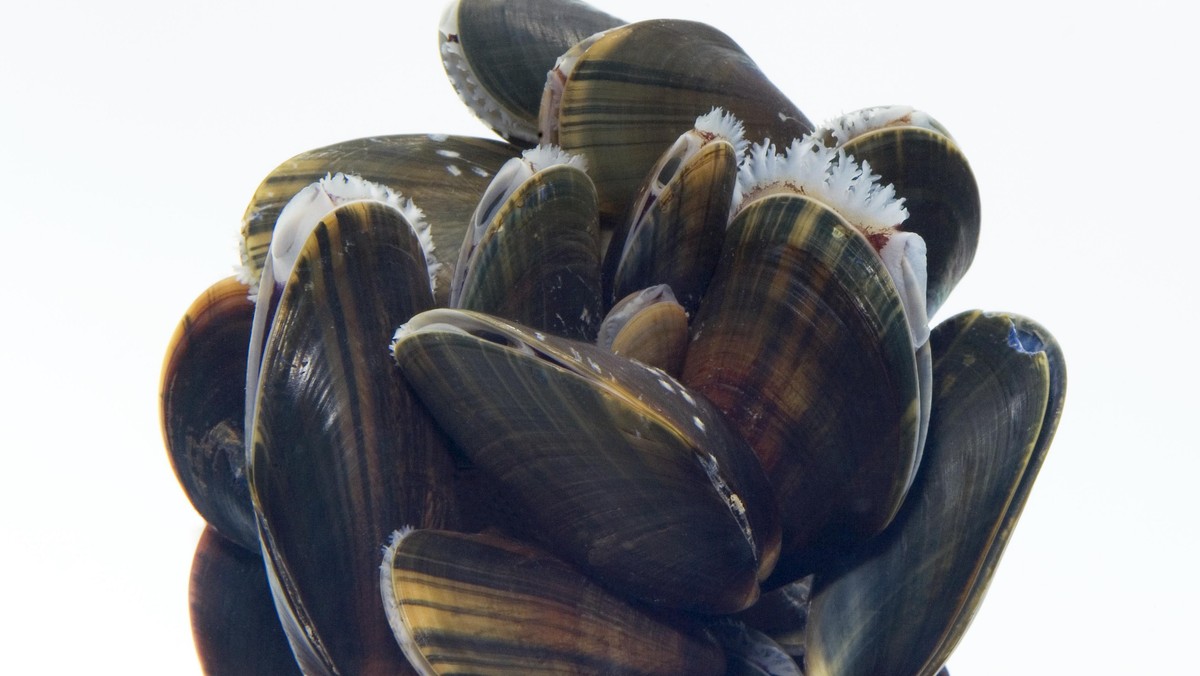 Common Mussel (Mytilus edulis) three centimeters, Helgoland, Germany