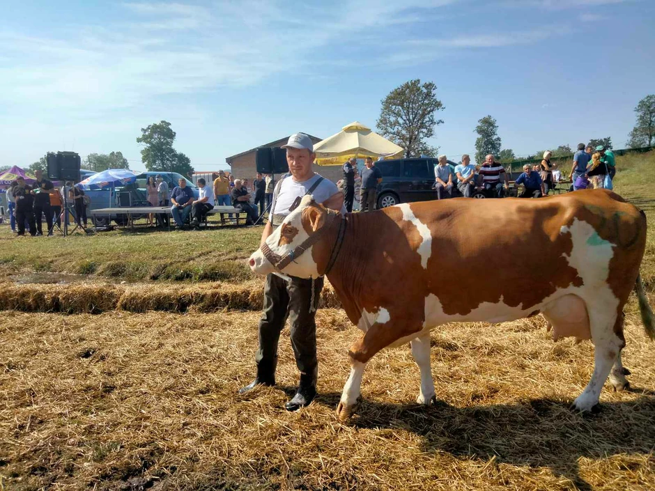 Na farmi pobednika izložbe Milana Milakovića nalazi se 80 grla