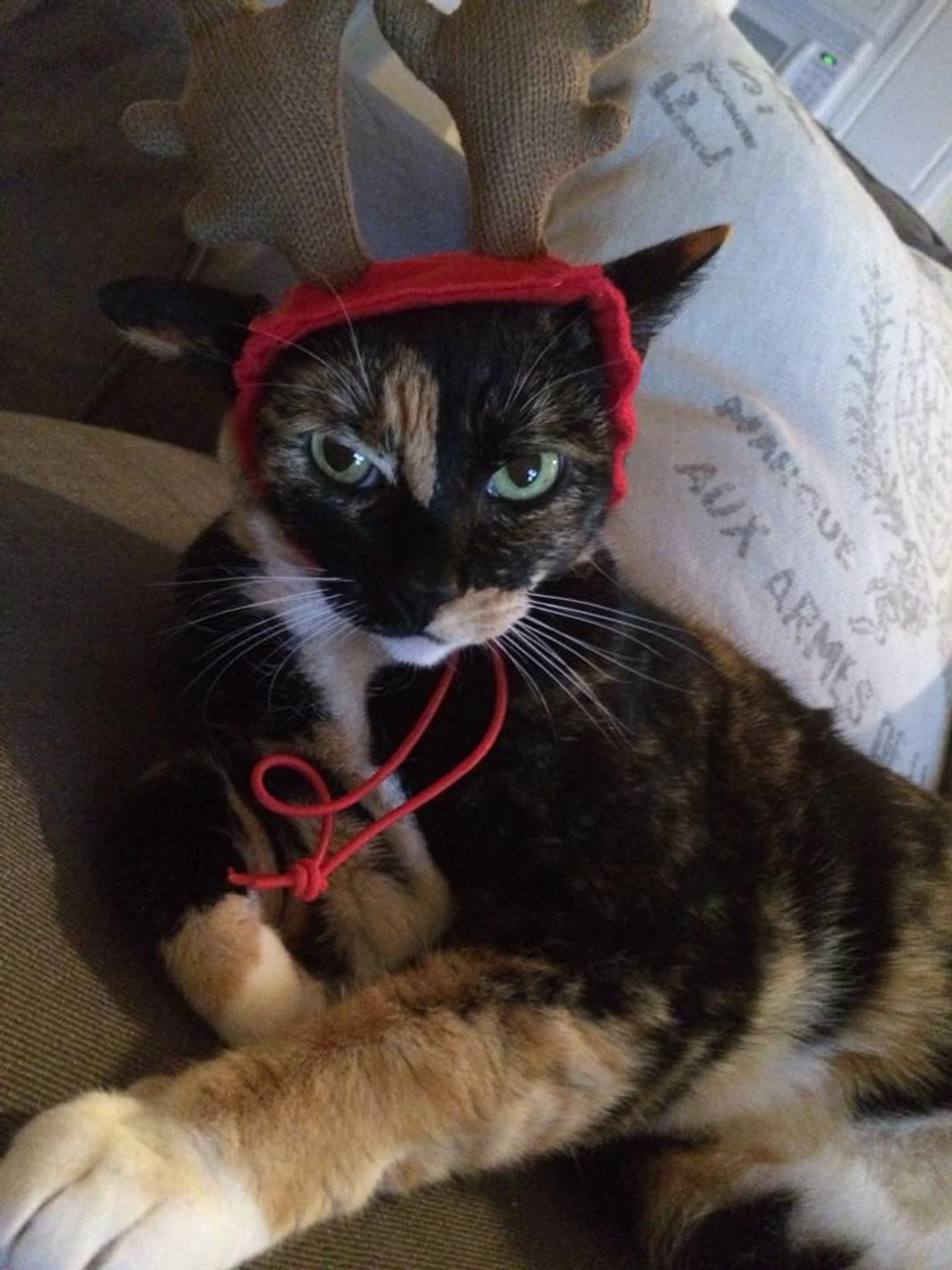 Zar vam ja ličim na irvasa?