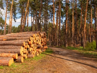 „Lasy Państwowe to firma hierarchicznie zarządzana, zatrudniająca około 26 tysięcy osób”. Pracownicy tej instytucji są „zaniepokojeni, a wręcz przerażeni ilością eksportowanego drewna, nieprzerobionego, z naszego kraju”.