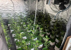 Otkrivena laboratorija marihuane 