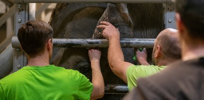 Orientarium w Łodzi zatrudni opiekunów słoni. "To nie jest lekka praca"