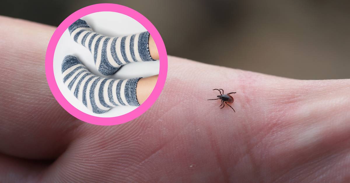 Skarpety przeciwkleszczowe to nowy hit. Wyróżnia je ta jedna rzecz