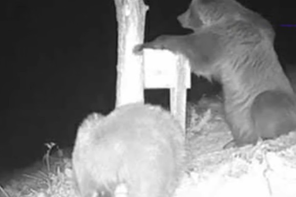 (VIDEO) JEZA KOD IVANJICE Opasna zver razorila pčelinjak, stradao bik težak 750 KILOGRAMA, a zbog jedne stvari meštani su pretrnuli od straha