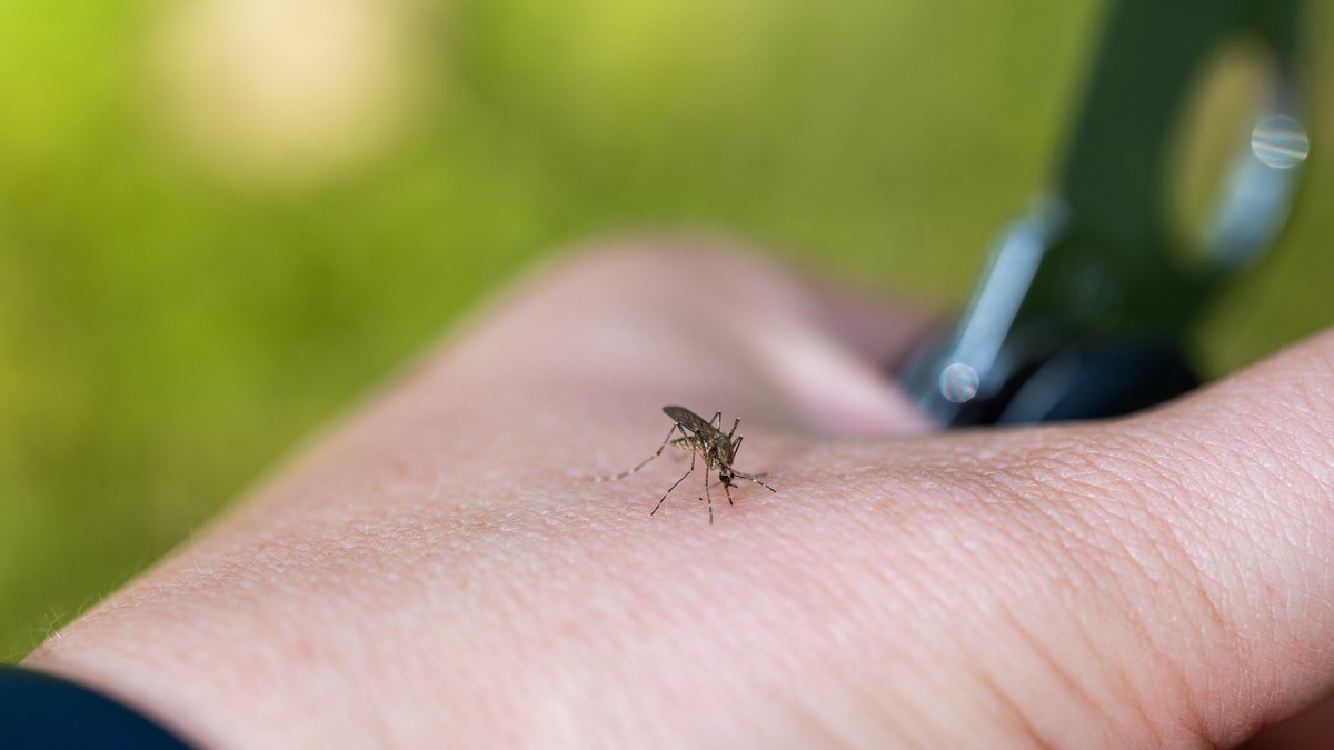 Komarci 10 puta češće ujedaju ljude sa ovom krvnom grupom