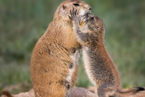 PRAIRIE DOG FAMILY LOVE / PRAIRIE DOG FAMILY LOVE /1513398