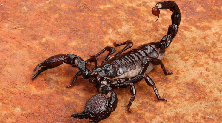 A veszélyes skorpióra a veszprémi cég dolgozói találtak, azonnal értesítették az állatvédőket /Illusztráció: Northfoto