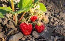 podlewaj tym truskawki wiosną. owoce będą większe, słodsze i pełne aro