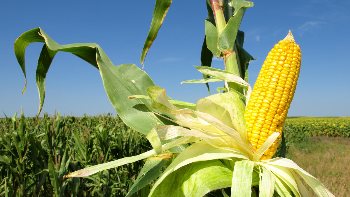 W tym roku z powodu niekorzystnych warunków pogodowych zbiory kukurydzy mogą być niższe niż w roku 2012 i mogą wynieść około 3 mln ton - poinformował PAP rzecznik Polskiego Związku Producentów Roślin Zbożowych Tadeusz Szymańczak.