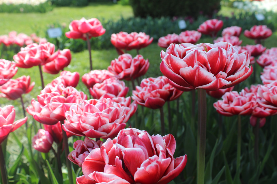 Kluż-Napoka: ogród botaniczny, tulipany